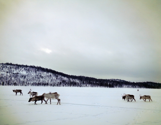 Laponsko  Lapland  Lappi  Sápmi3